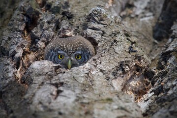 owl in tree