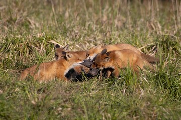 red fox cub