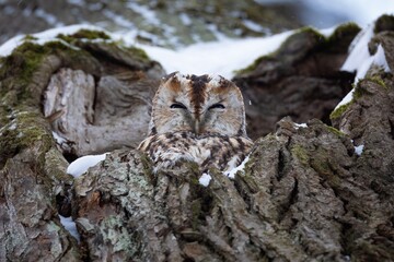 owl on a branch