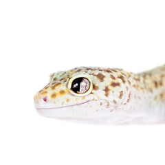 Cute Leopard Gecko on a white background