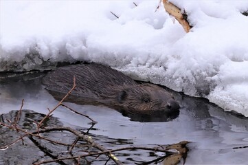 beaver in winter © Мария Быкова