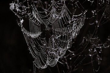 spider web with dew drops