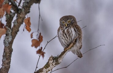 snowy owl on branch