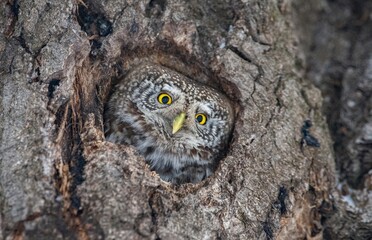great horned owl in tree