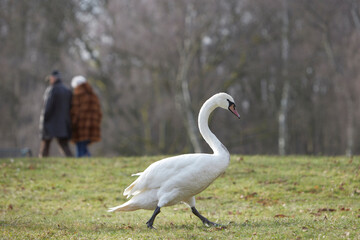 white swan walking through a park, elder couple in the background