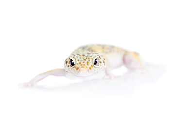 Cute Leopard Gecko on a white background