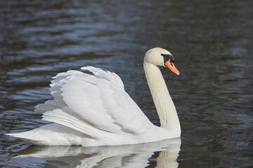 close-up of a white swan on a lake