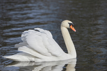 Fototapeta premium close-up of a white swan on a lake