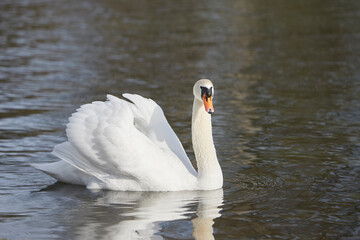 Fototapeta premium close-up of a white swan on a lake