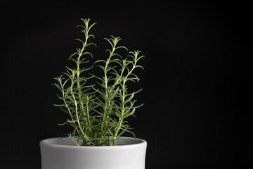 Fresh Rosemary in White Pot on Black Background