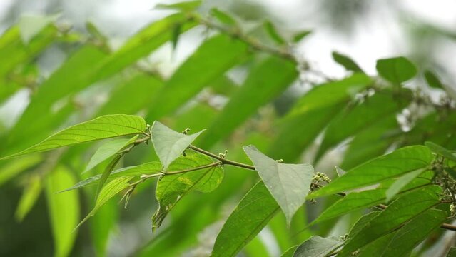 Trema orientale (also called Trema orientalis, Cannabaceae, charcoal tree, Indian charcoal tree) leaves. Extracts from leaves of related species (Trema guineense) showed  anti-arthritic.
