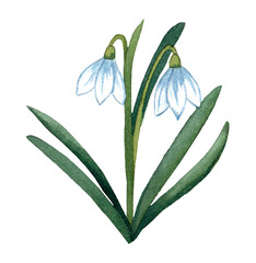 Snowdrop painted in watercolor. Illustration on a white background.