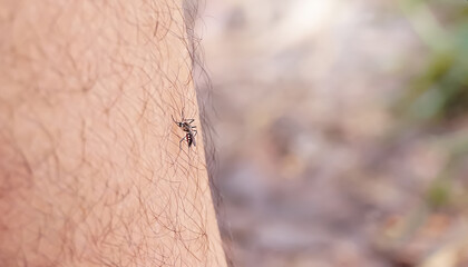 Nasty insect mosquitoes cling to the legs and drink the blood of the pierced skin.                           
