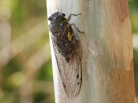 Cicada (Quesada gigas) on a tree. Green background.