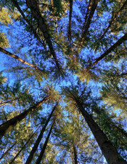 Fototapeta premium Blick nach oben im Nadelwald im Frühling