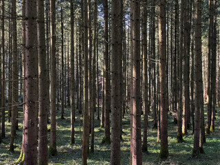Nadelwald im Frühling