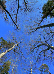 Blick nach oben im Mischwald im Frühling