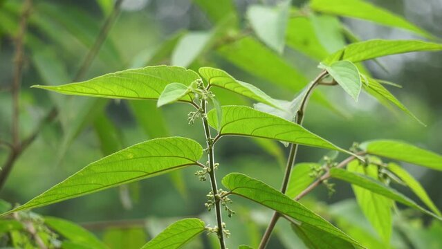 Trema orientale (also called Trema orientalis, Cannabaceae, charcoal tree, Indian charcoal tree) leaves. Extracts from leaves of related species (Trema guineense) showed  anti-arthritic.