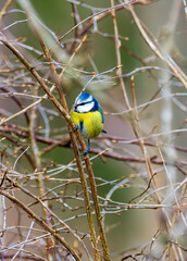blue and yellow macaw