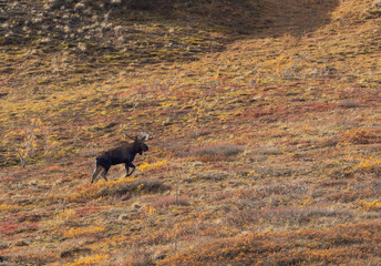 Bull Alaska Yukon Moose in Denali National Park Alaska in Autumn