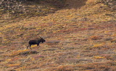 Bull Alaska Yukon Moose in Denali National Park Alaska in Autumn