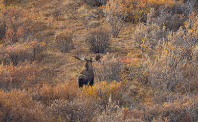 Bull Alaska Yukon Moose in Denali National Park Alaska in Autumn