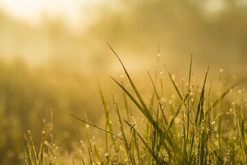 Meadow grass with dew drops in morning light close-up