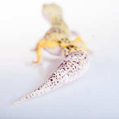 Cute Leopard Gecko on a white background