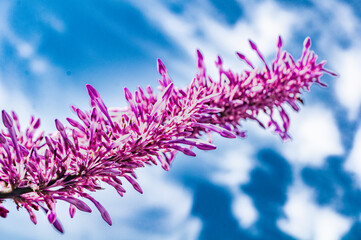 red flower standing out against the blue sky with clouds