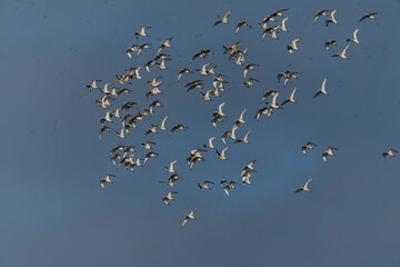 Black-tailed godwit, Limosa limosa