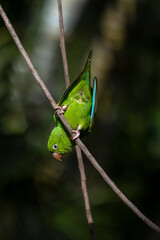 A Plain Parakeet perched on branch in the golden hour. Species Brotogeris tyrica. It is a typical parakeet of the Brazilian Atlantic forest. Birdwatching. birding. Parrot