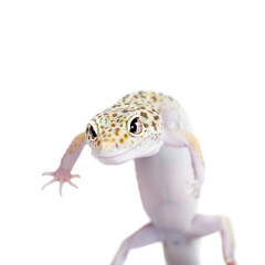 Cute Leopard Gecko on a white background