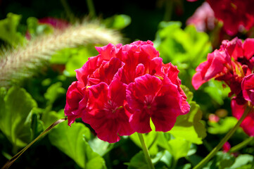 red and white flowers