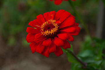 red flower in the garden