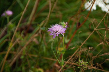 flower in the meadow