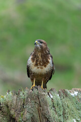 Common buzzard, Buteo buteo