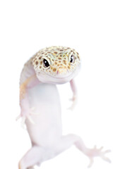 Cute Leopard Gecko on a white background
