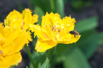 Yellow terry tulips close up and copy space.. .