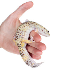 Cute Leopard Gecko on a white background