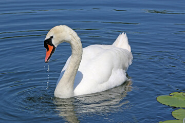 Fototapeta premium Swan reflected on a lake 