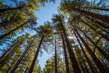 MWC-pinetrees