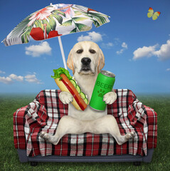 A dog labrador eats a hot dog with beer on a checkered sofa under an umbrella in a meadow. White...