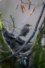 Rotkehlchen