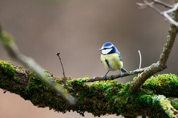 Blaumeise