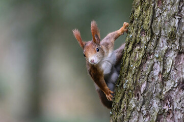 niedliches süßes Eichhörnchen in Superheldenpose zeigt seine Muskeln