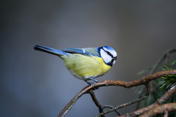 Blaumeise