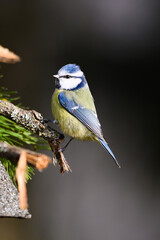 Blaumeise