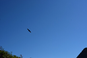 bird in flight