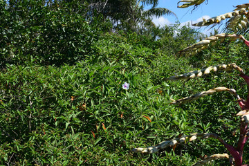 leaves in the garden