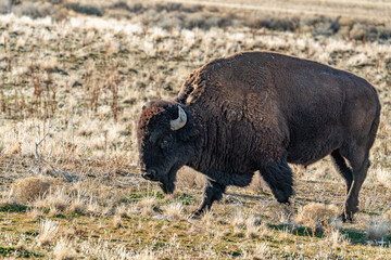 american bison at Antelope Island State Park 